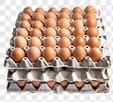 Telur Ayam