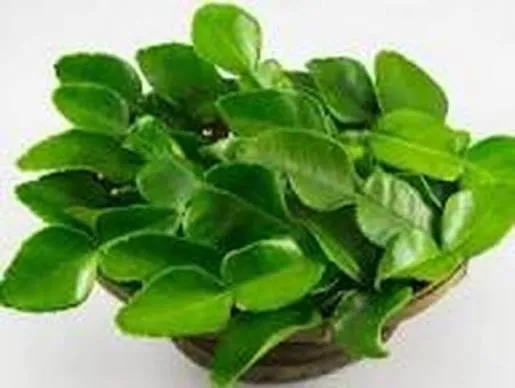 Daun Jeruk