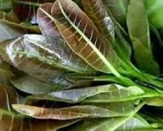 Daun Jambu Mete