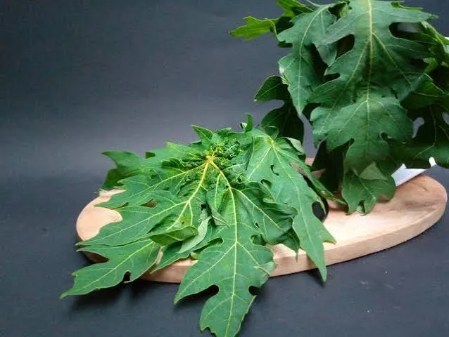Daun Pepaya