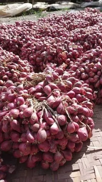 Bawang Merah Brebes